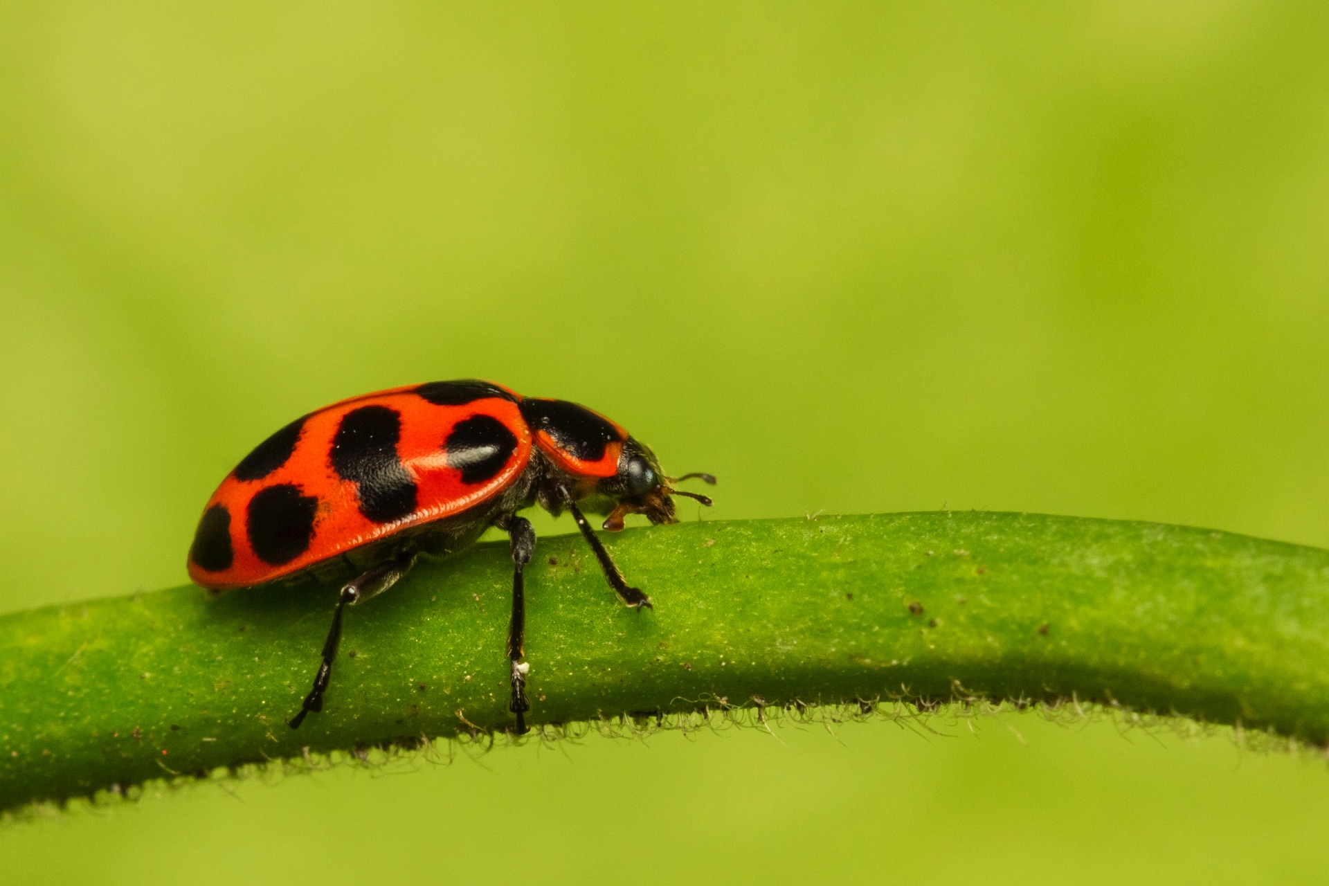 Twelve Spotted Ladybeetle Barbados