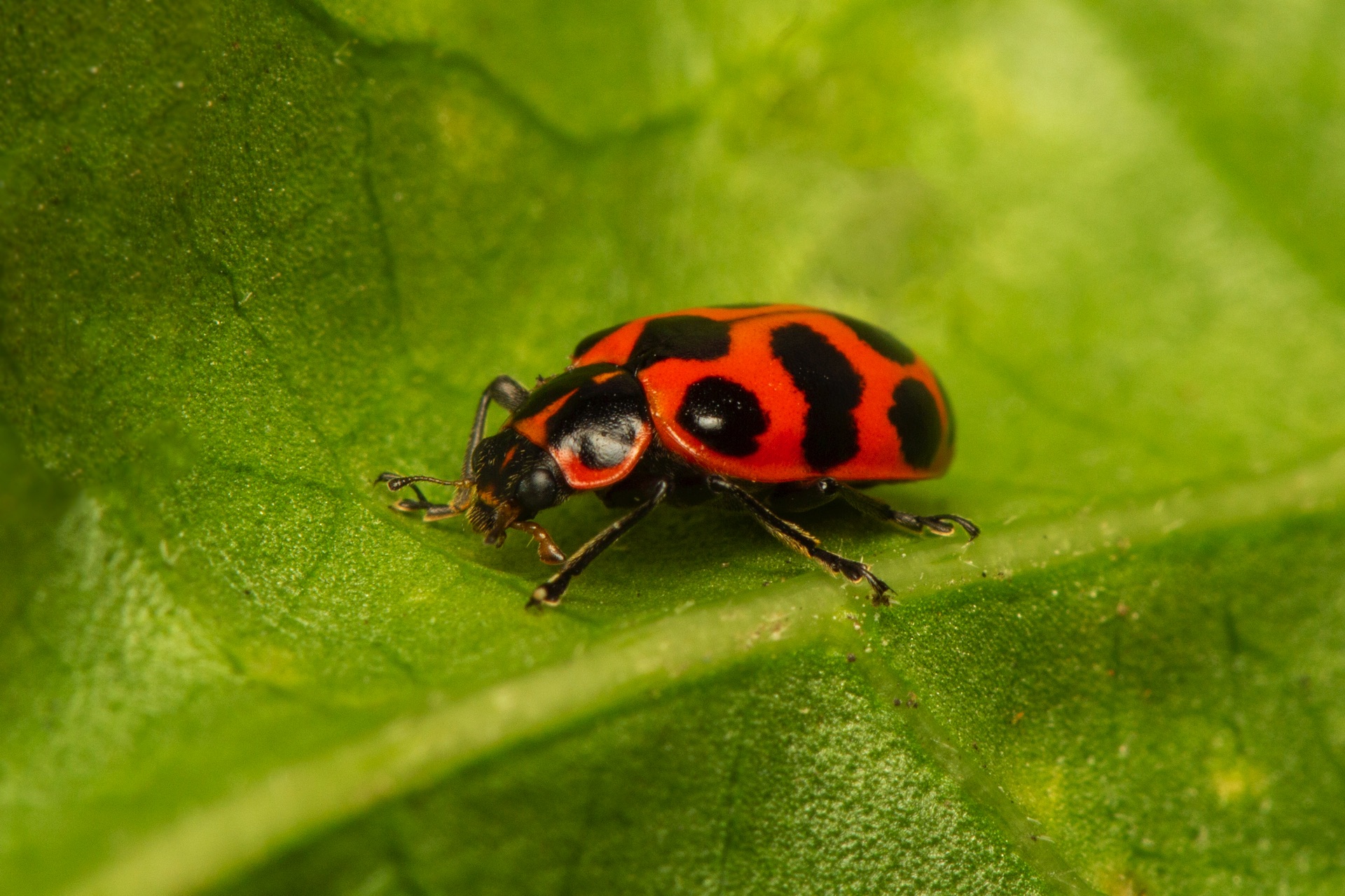 Twelve Spotted Ladybeetle Barbados