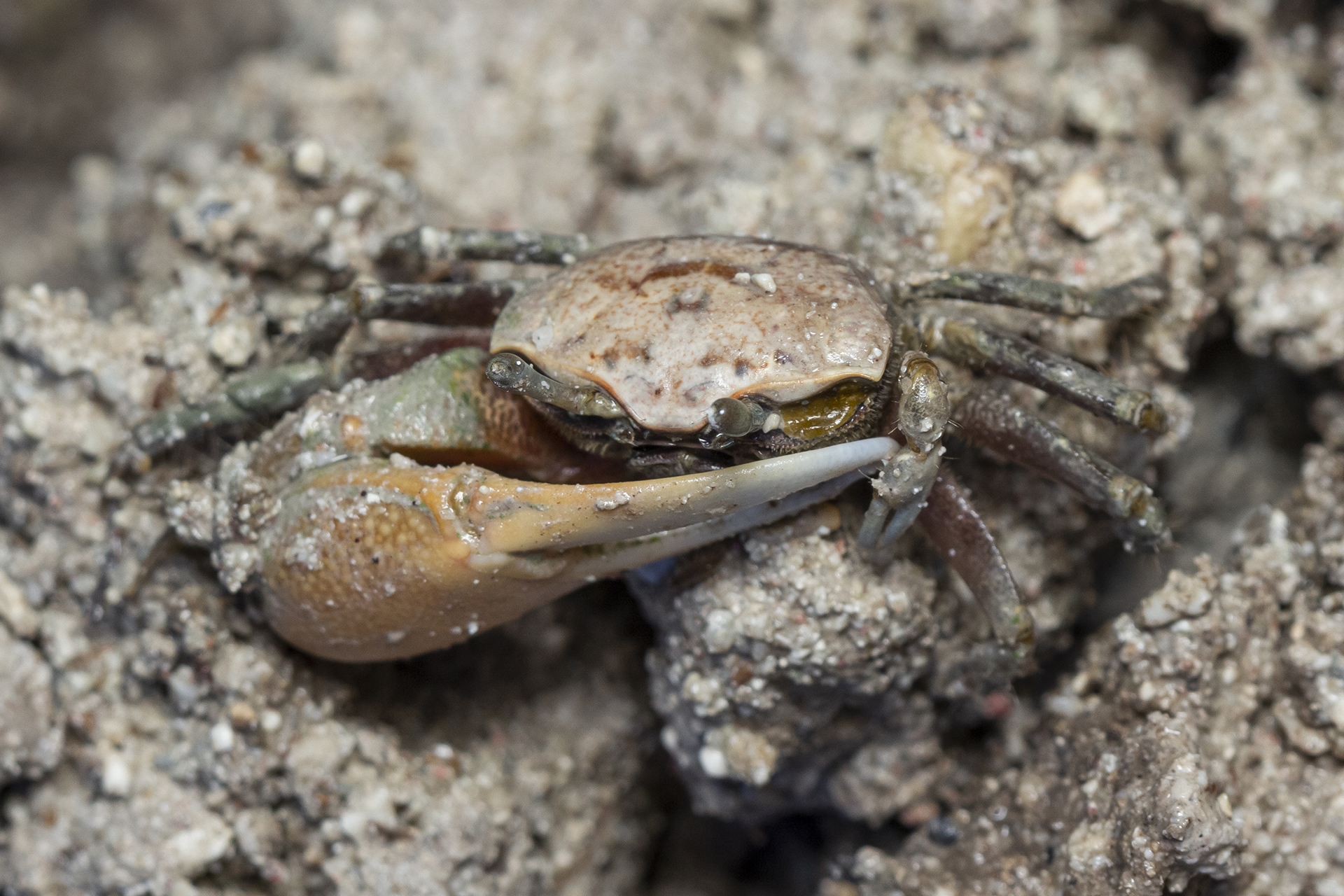 Mudflat Fiddler Crab Barbados