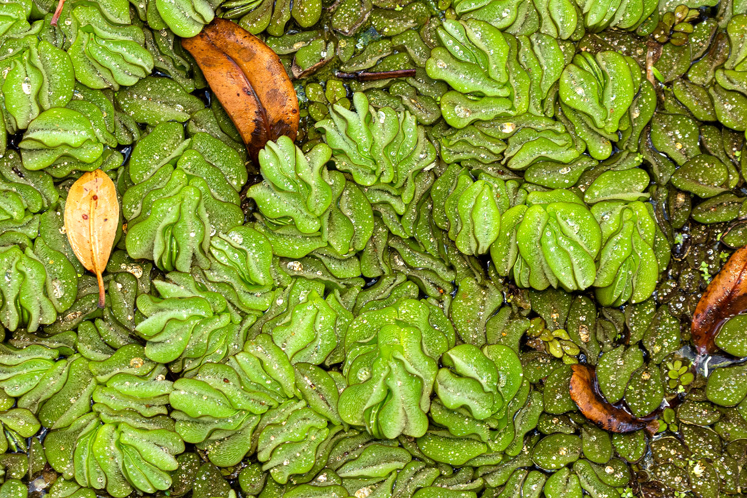 Giant Salvinia Barbados