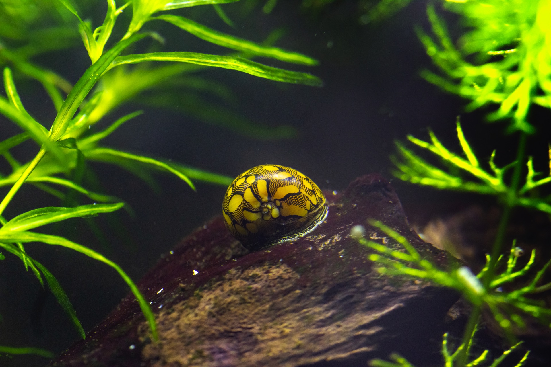 Virgin Nerite Snail Barbados