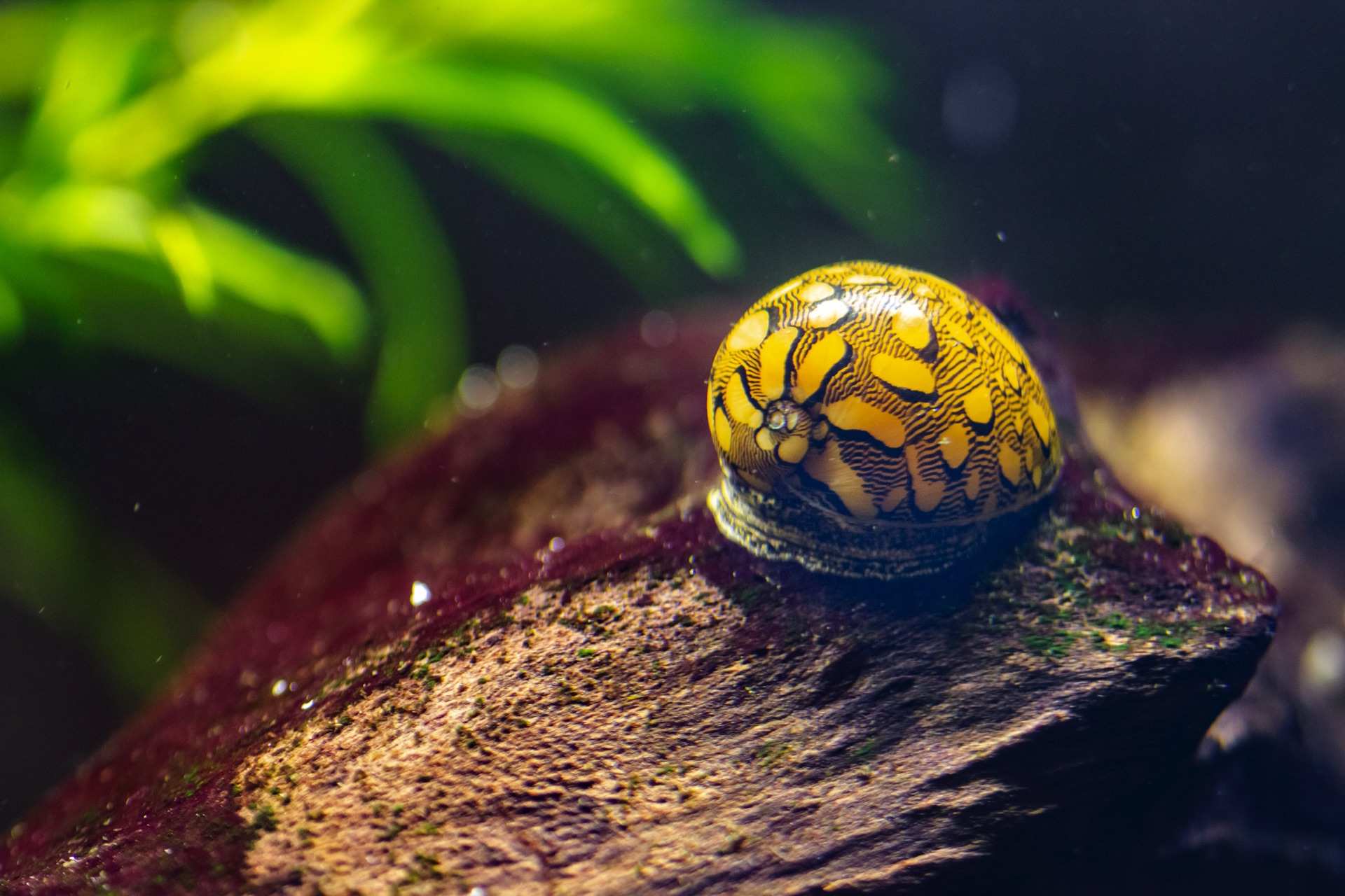 Virgin Nerite Snail Barbados