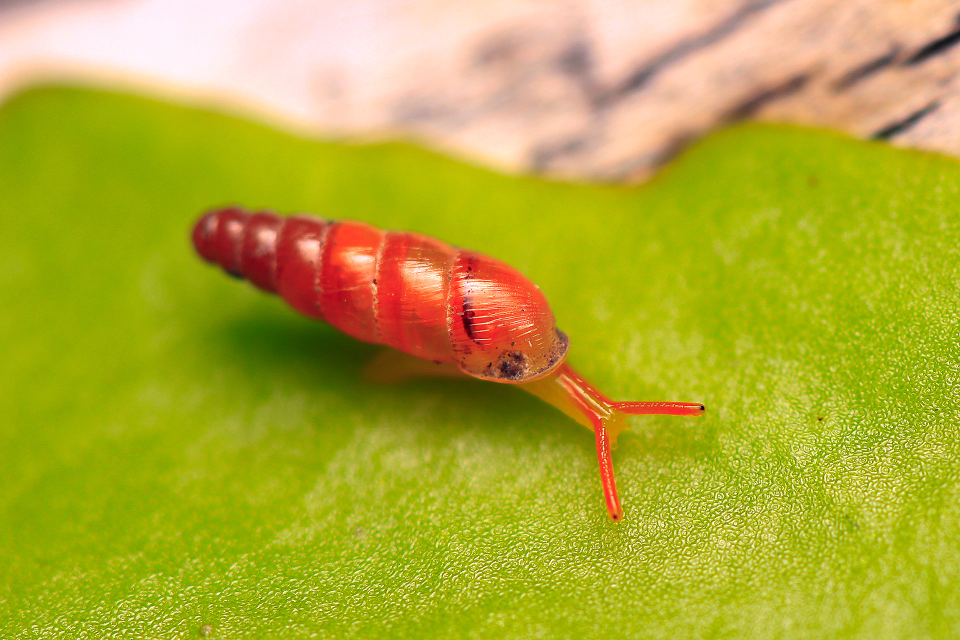 Two-Toned Gulella Barbados
