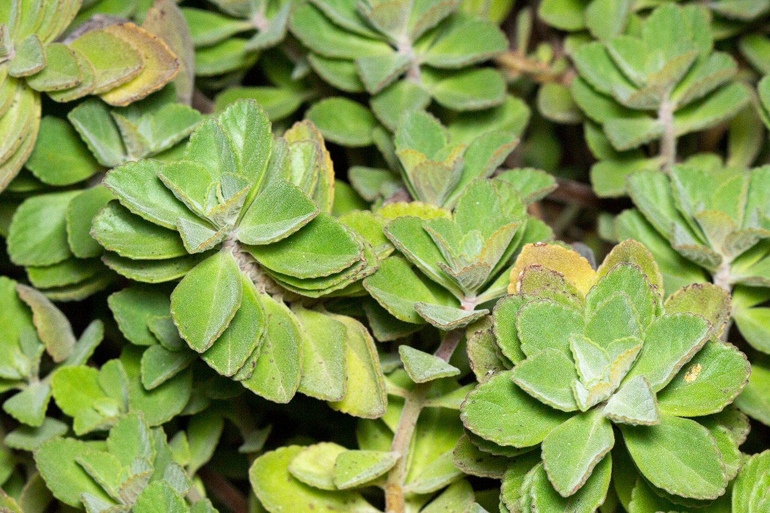 Lobster Bush Barbados