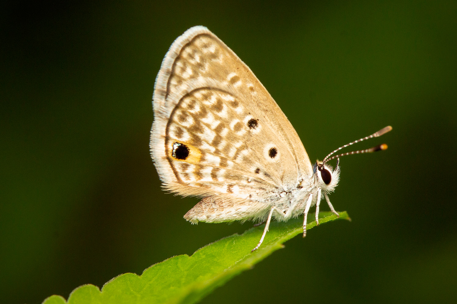 Cassius Blue Barbados