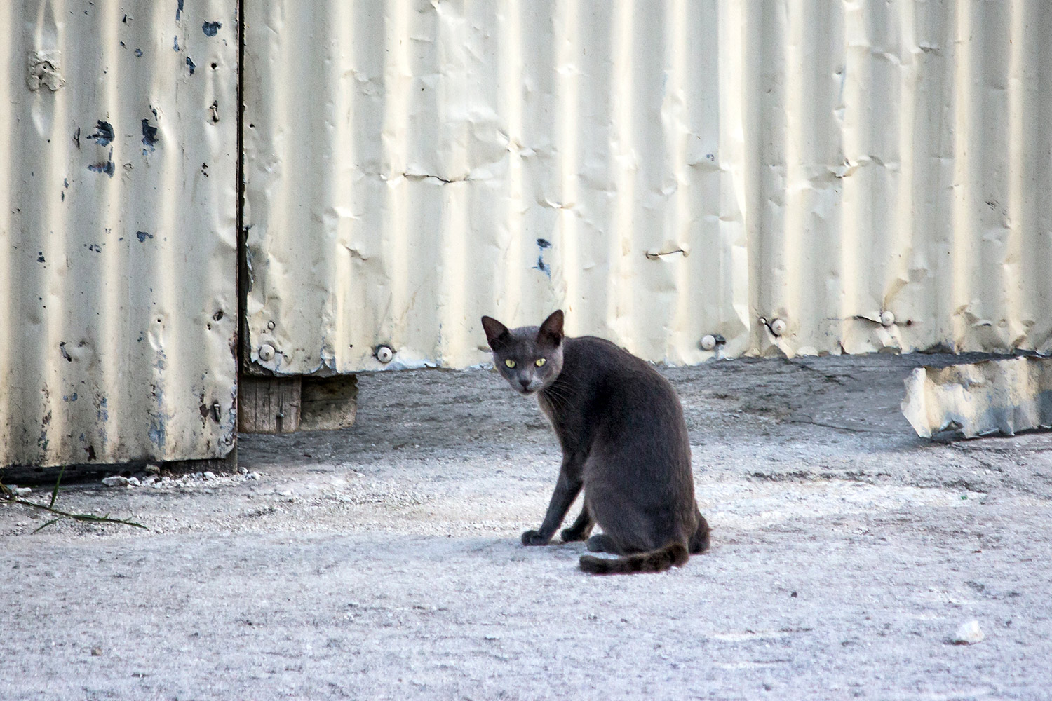 Feral & Domesticated Cats Barbados