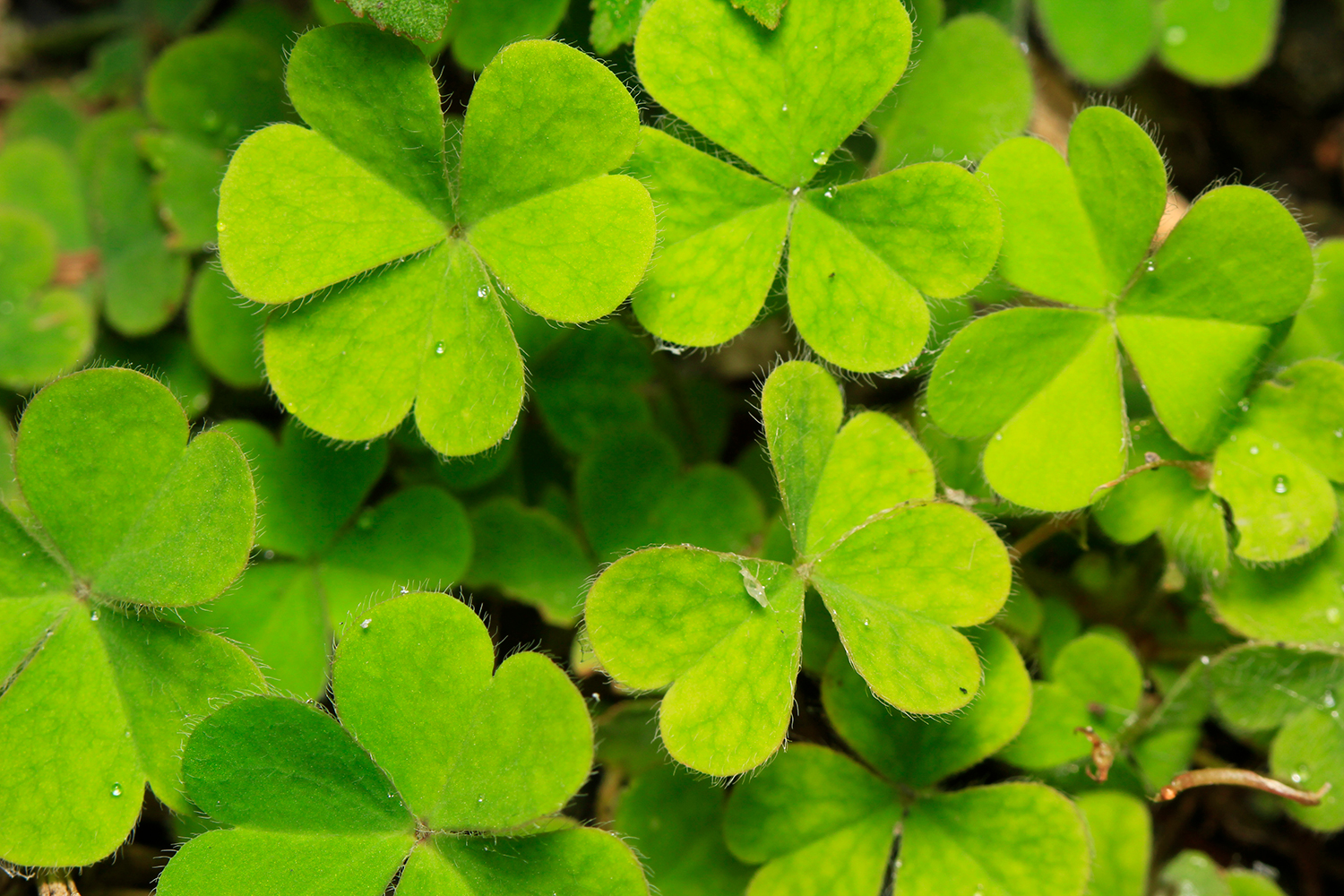 Creeping Woodsorrel Barbados