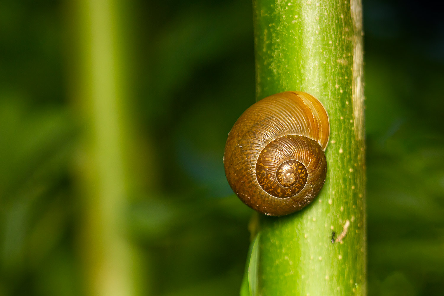Cuban Brown Snail Barbados