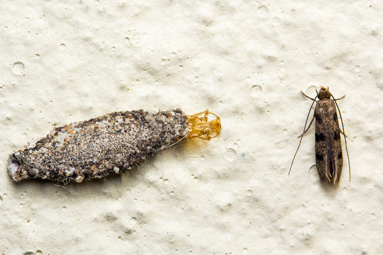 Household Casebearer Moth Barbados