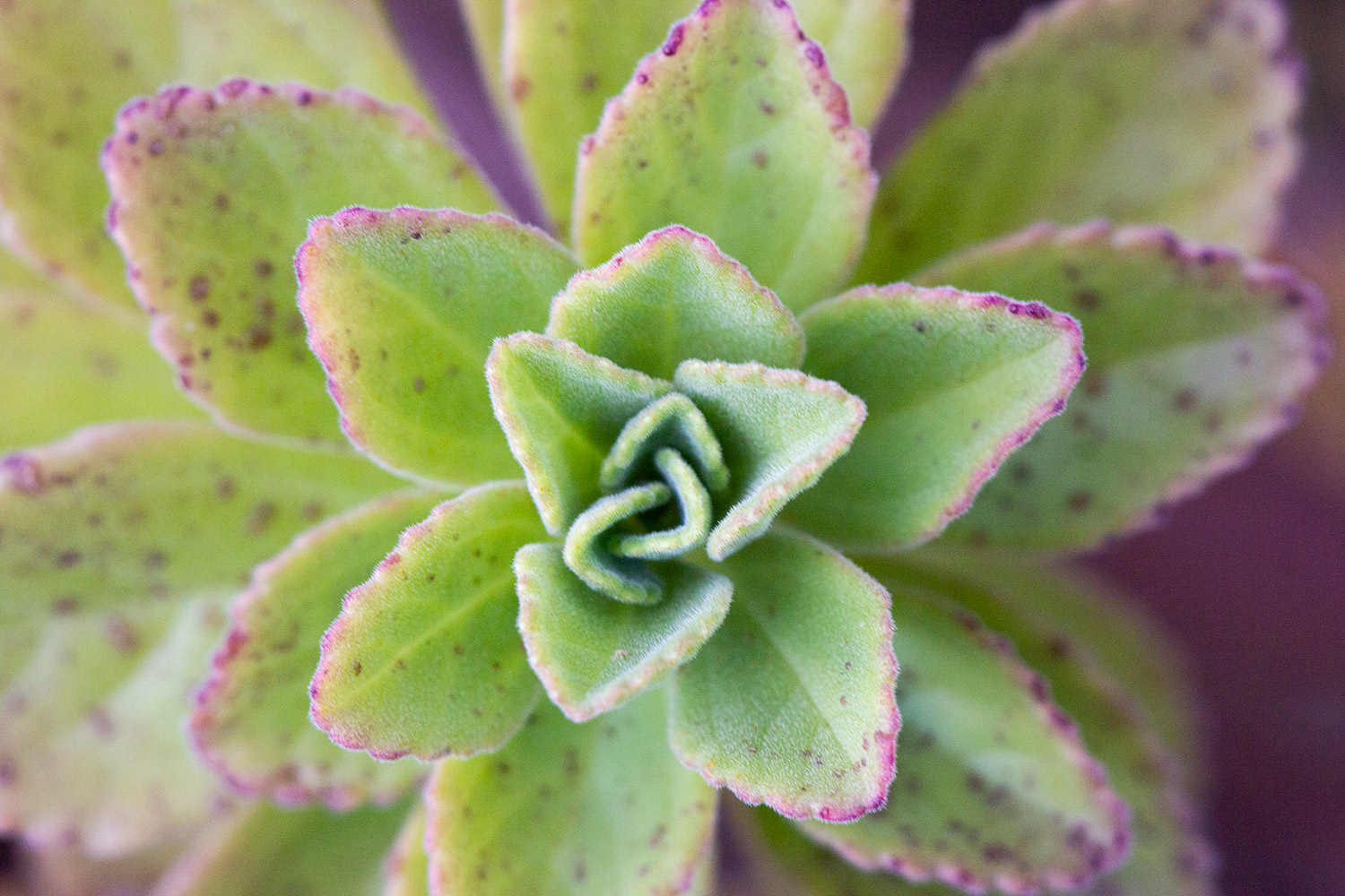 Lobster Bush Barbados