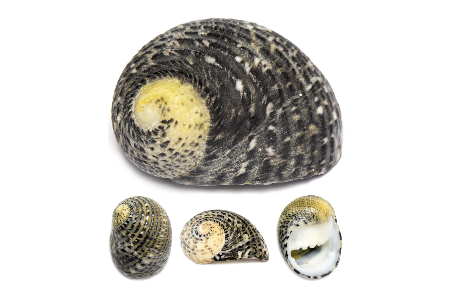 Antilles Nerite Barbados