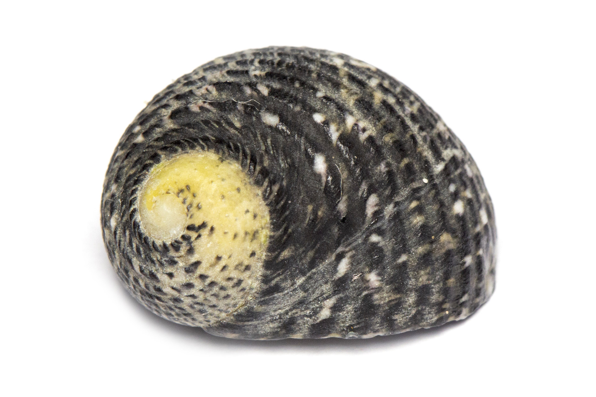 Antilles Nerite Barbados