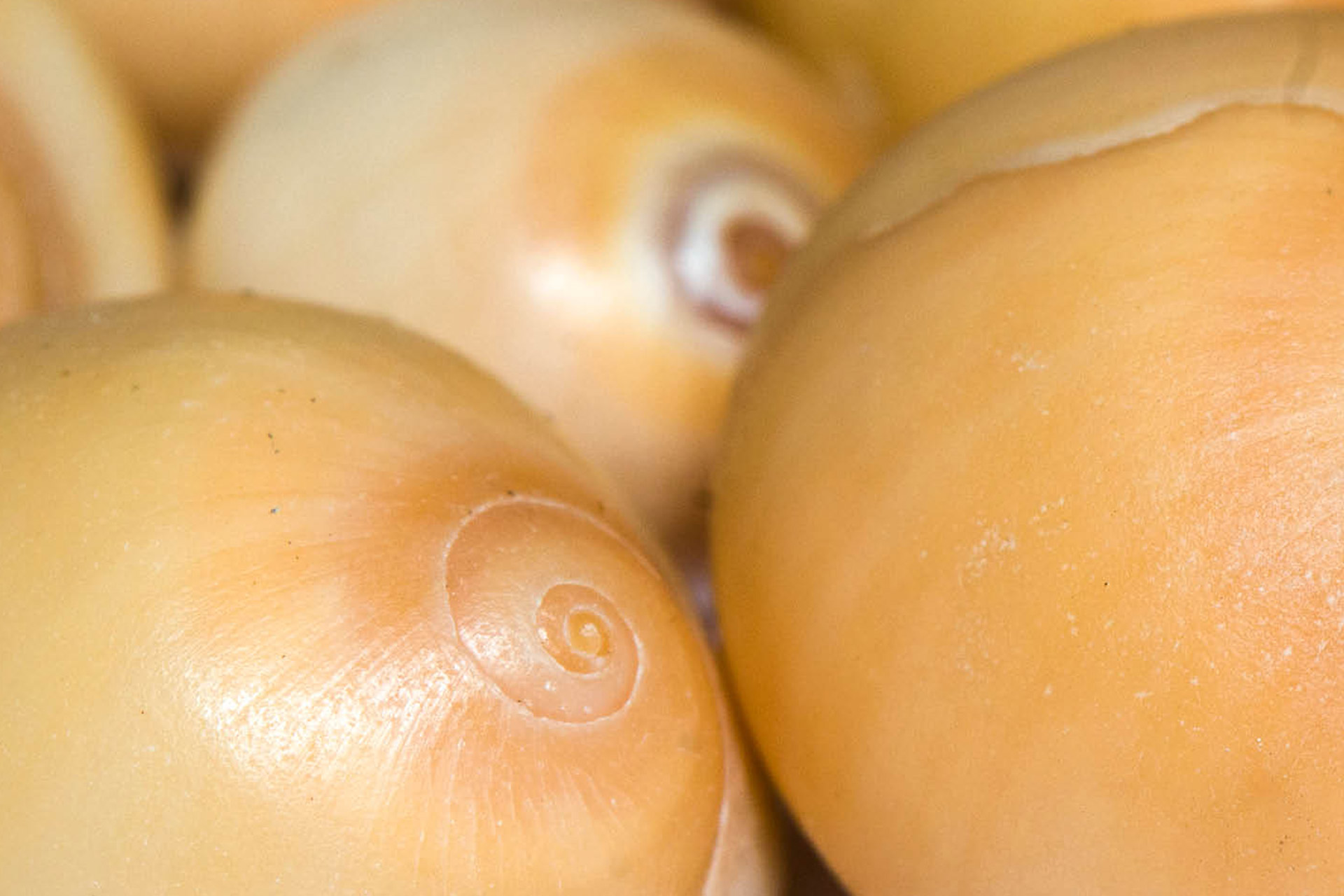 Brown Moon Snail Barbados