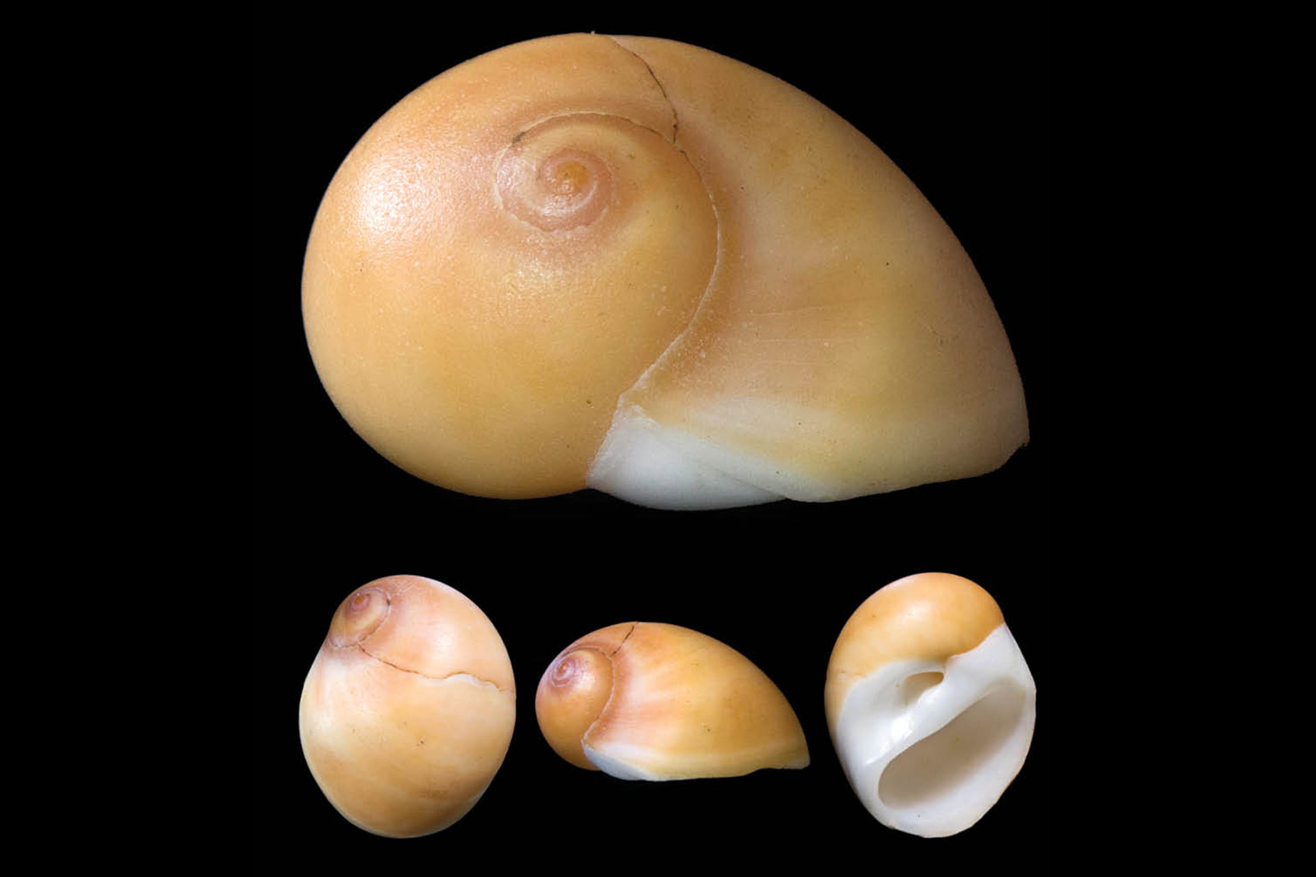 Brown Moon Snail Barbados