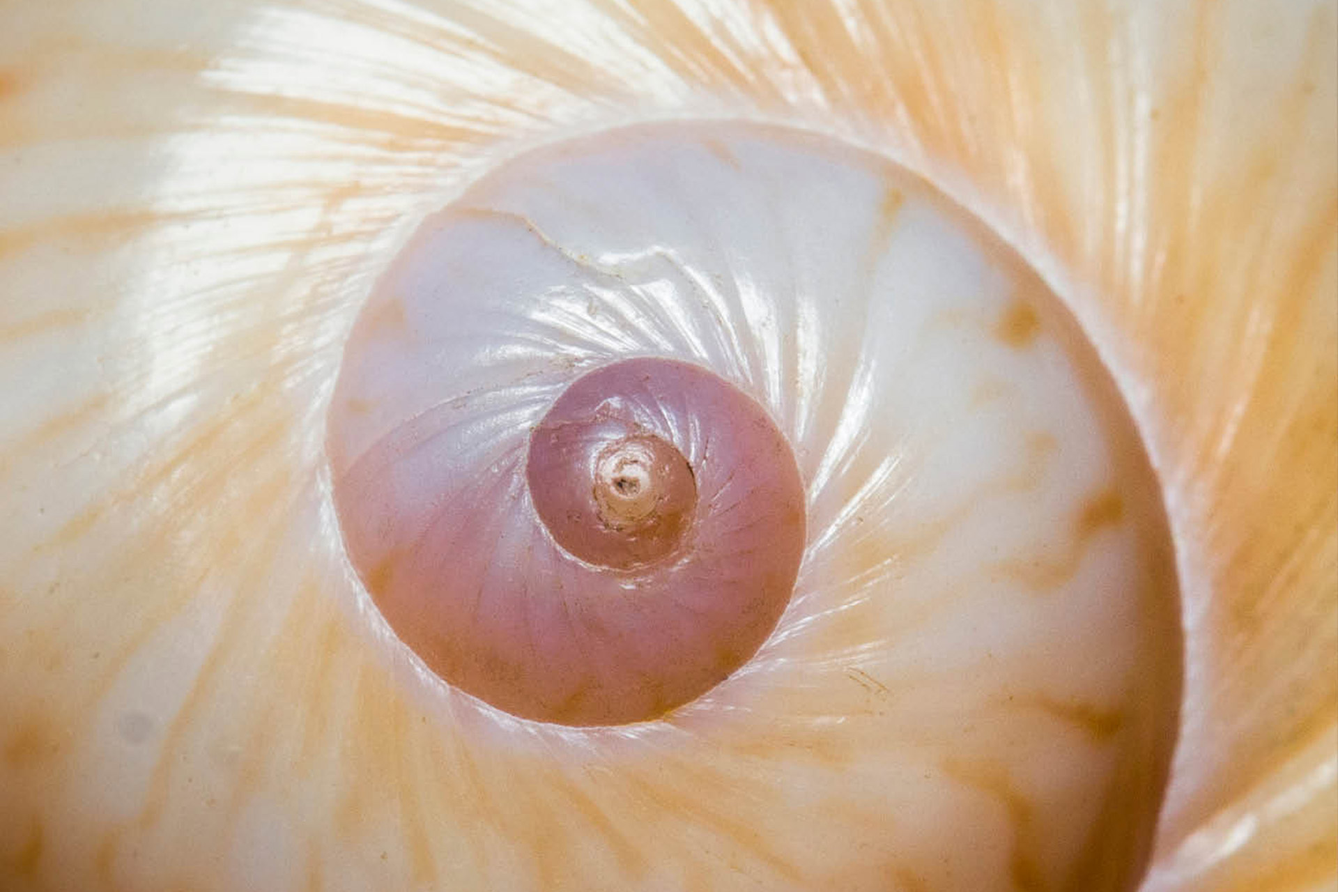 Colourful Atlantic Moon Snail Barbados
