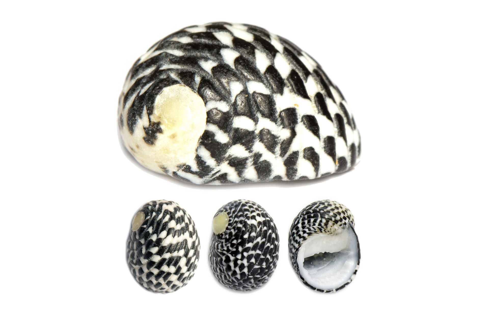 Checkered Nerite Barbados