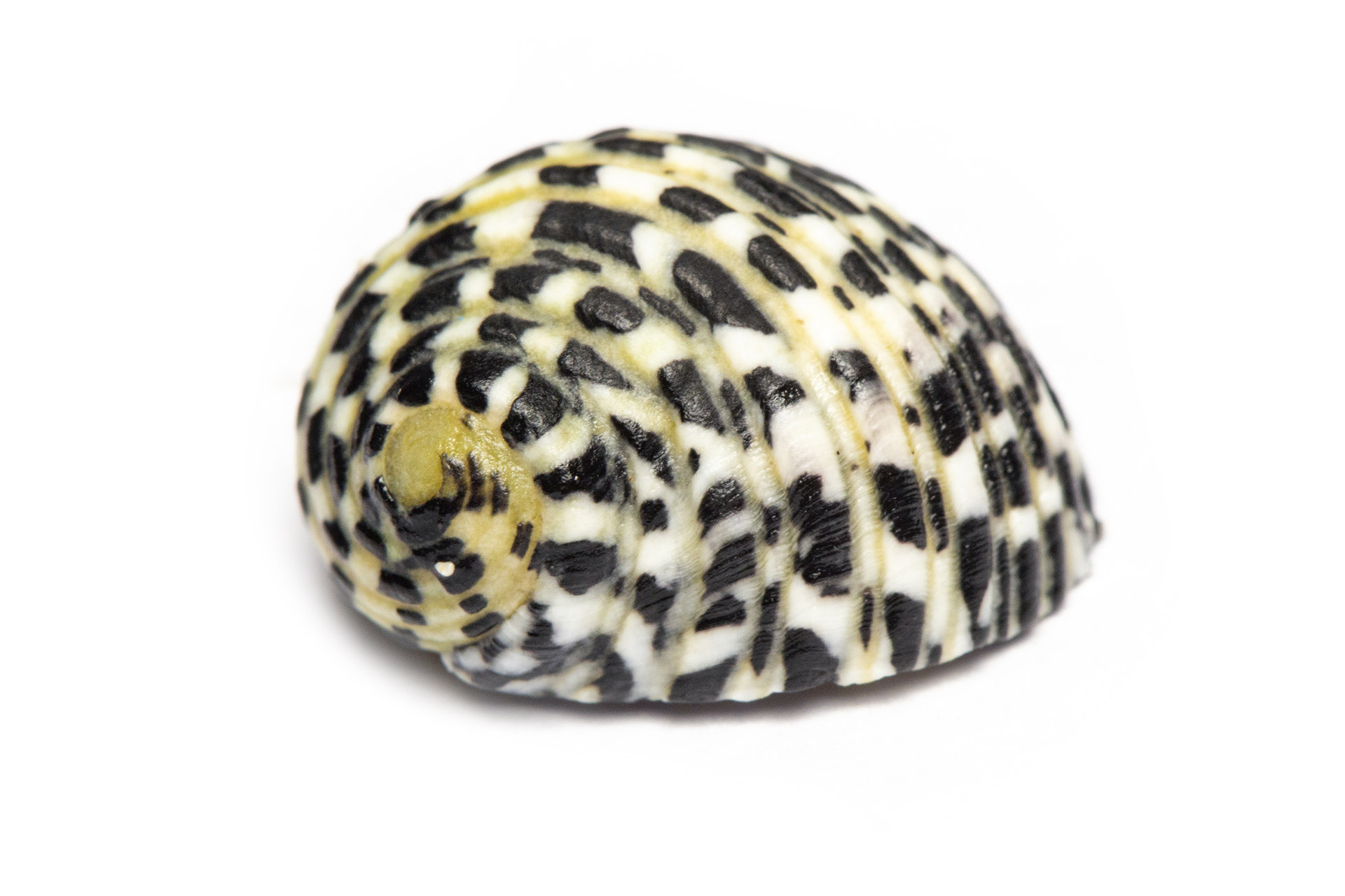 Checkered Nerite Barbados