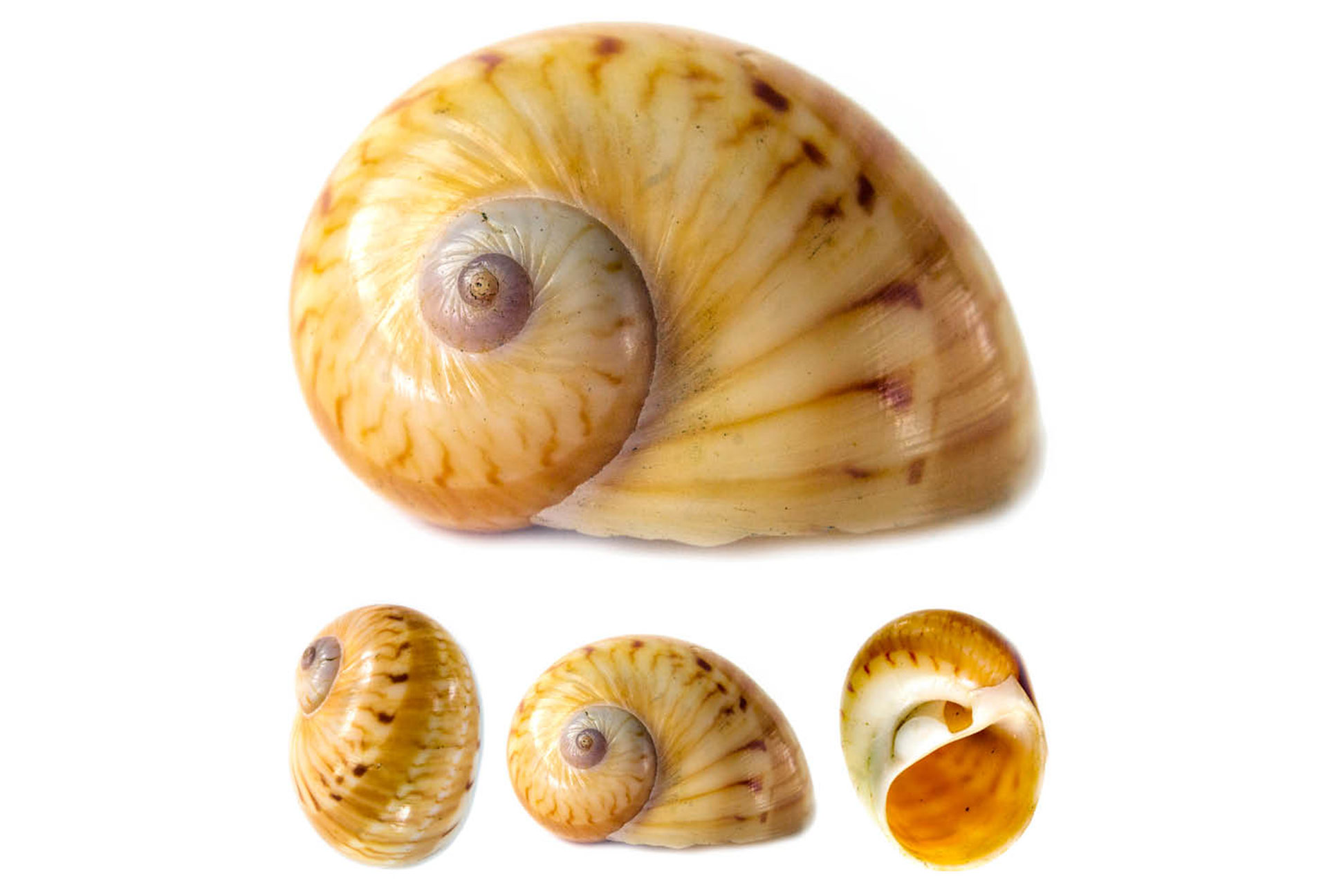 Colourful Atlantic Moon Snail Barbados