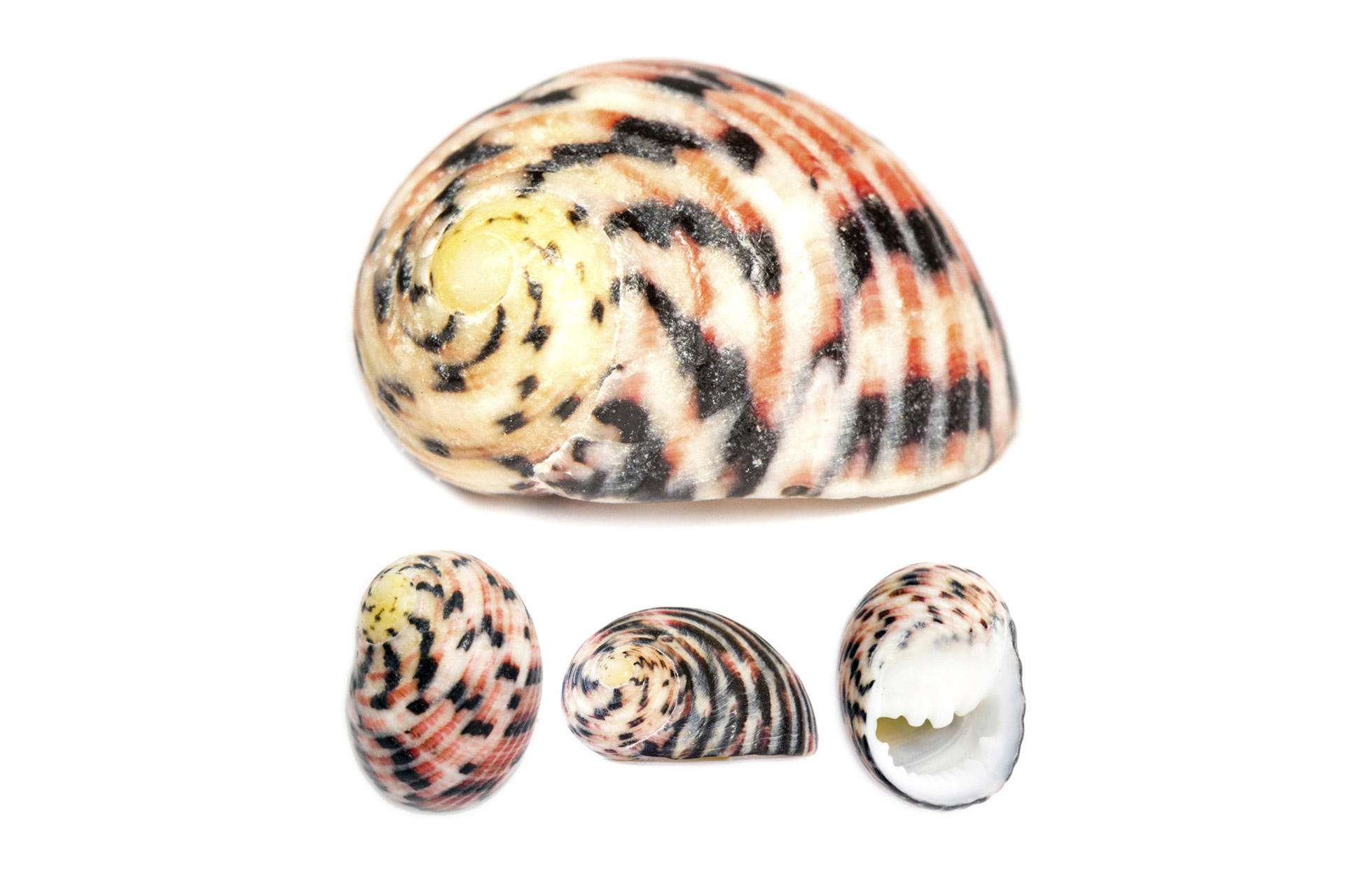 Four-Tooth Nerite Barbados