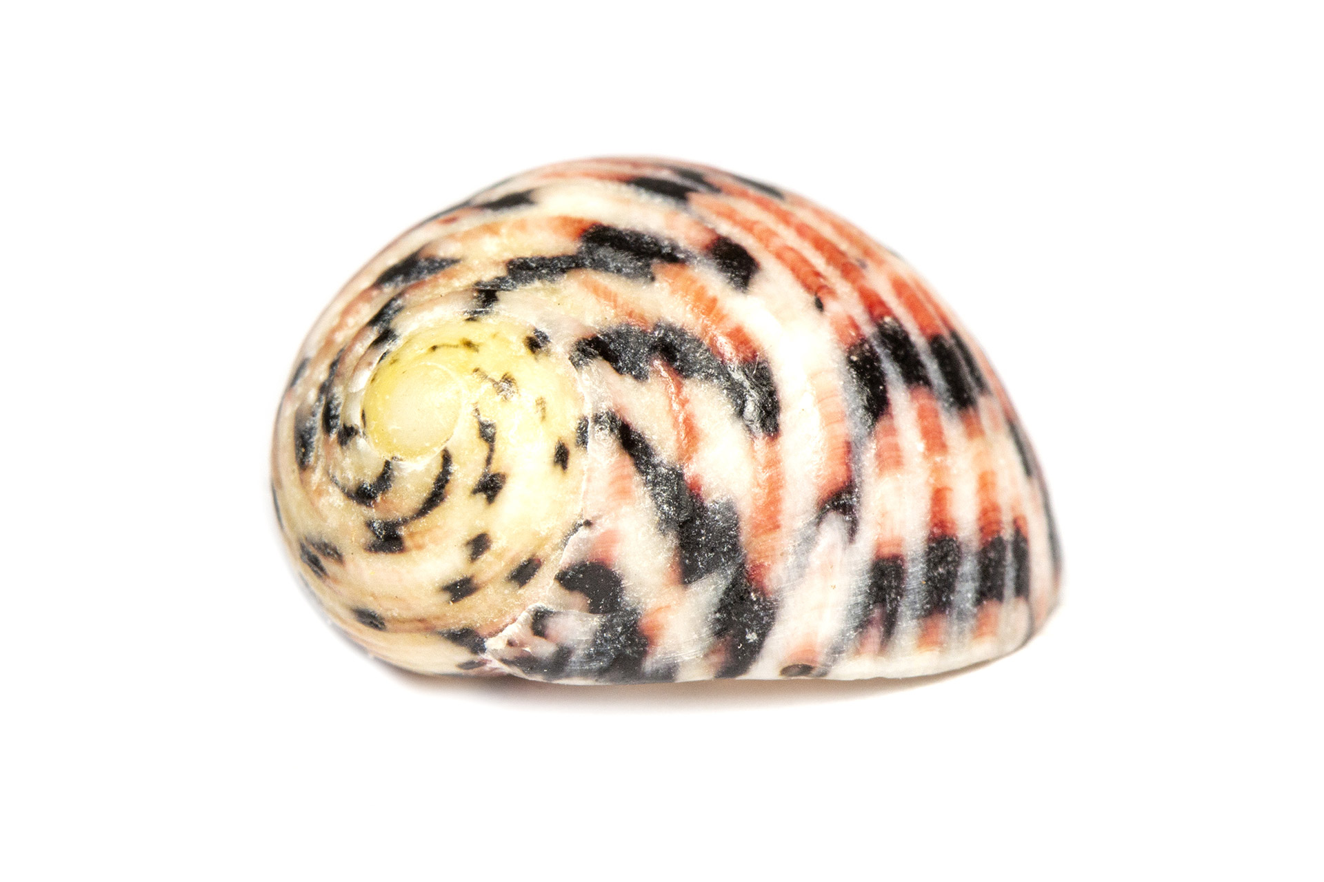 Four-Tooth Nerite Barbados