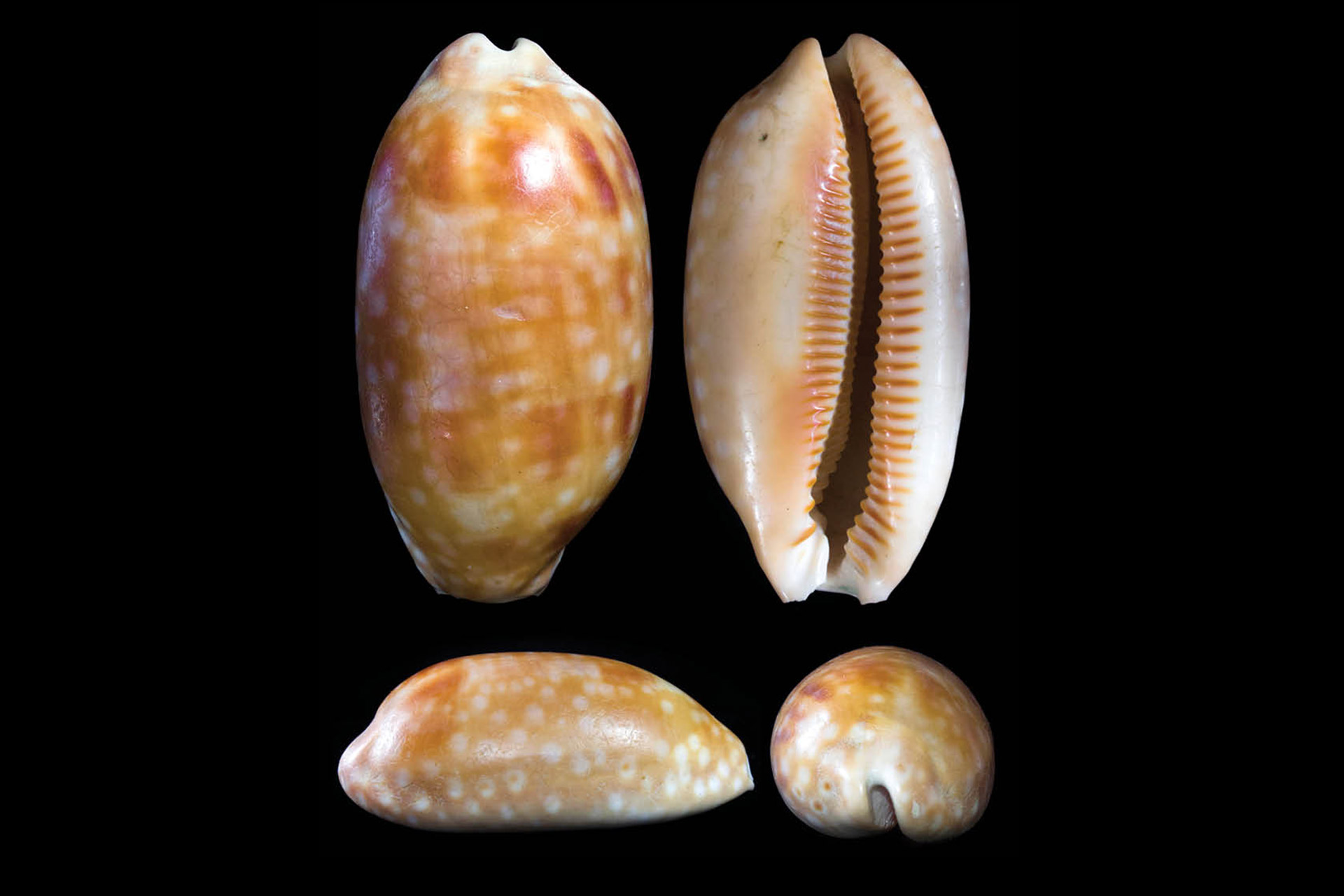 Measled Cowrie Barbados