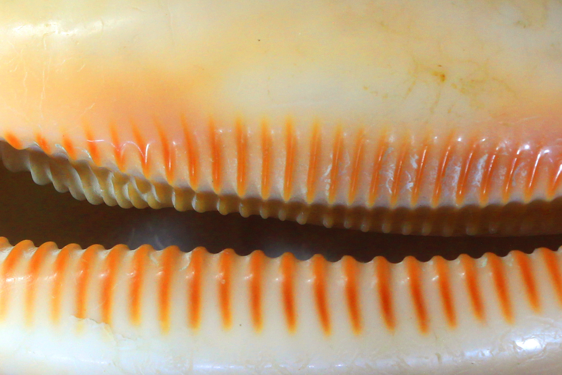 Measled Cowrie Barbados