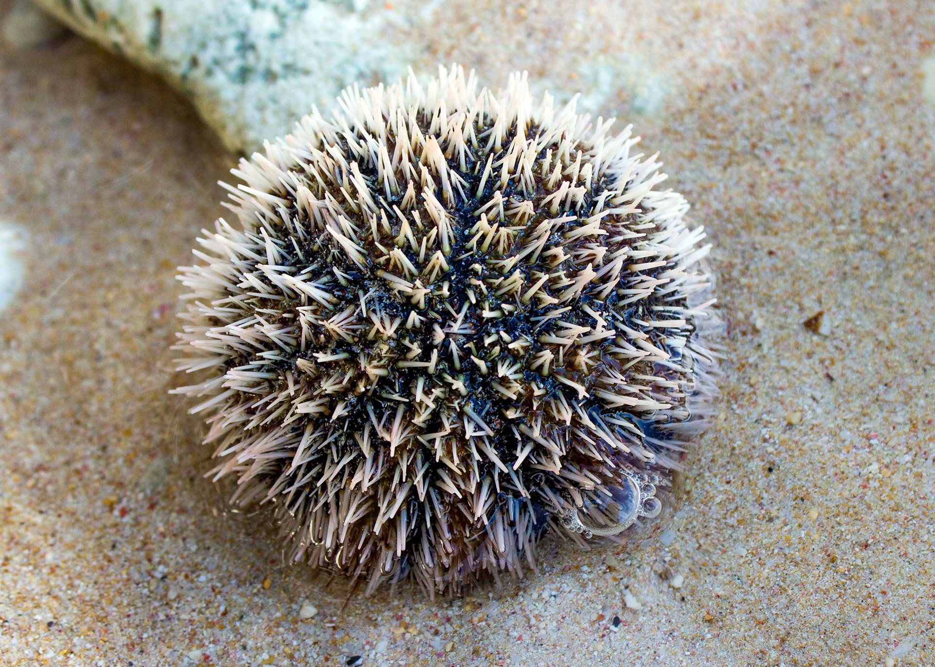 West Indian Sea Egg Barbados