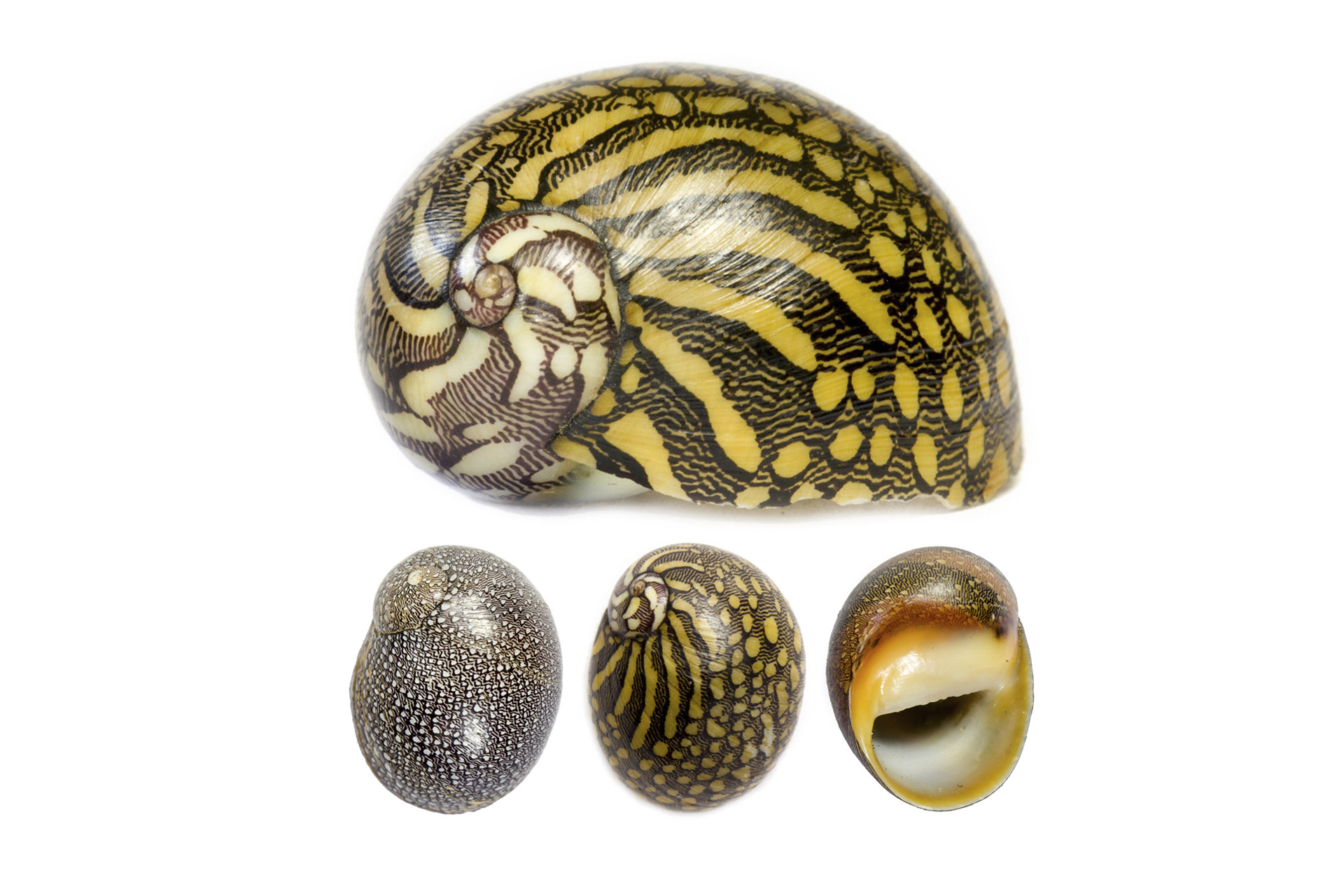 Virgin Nerite Barbados
