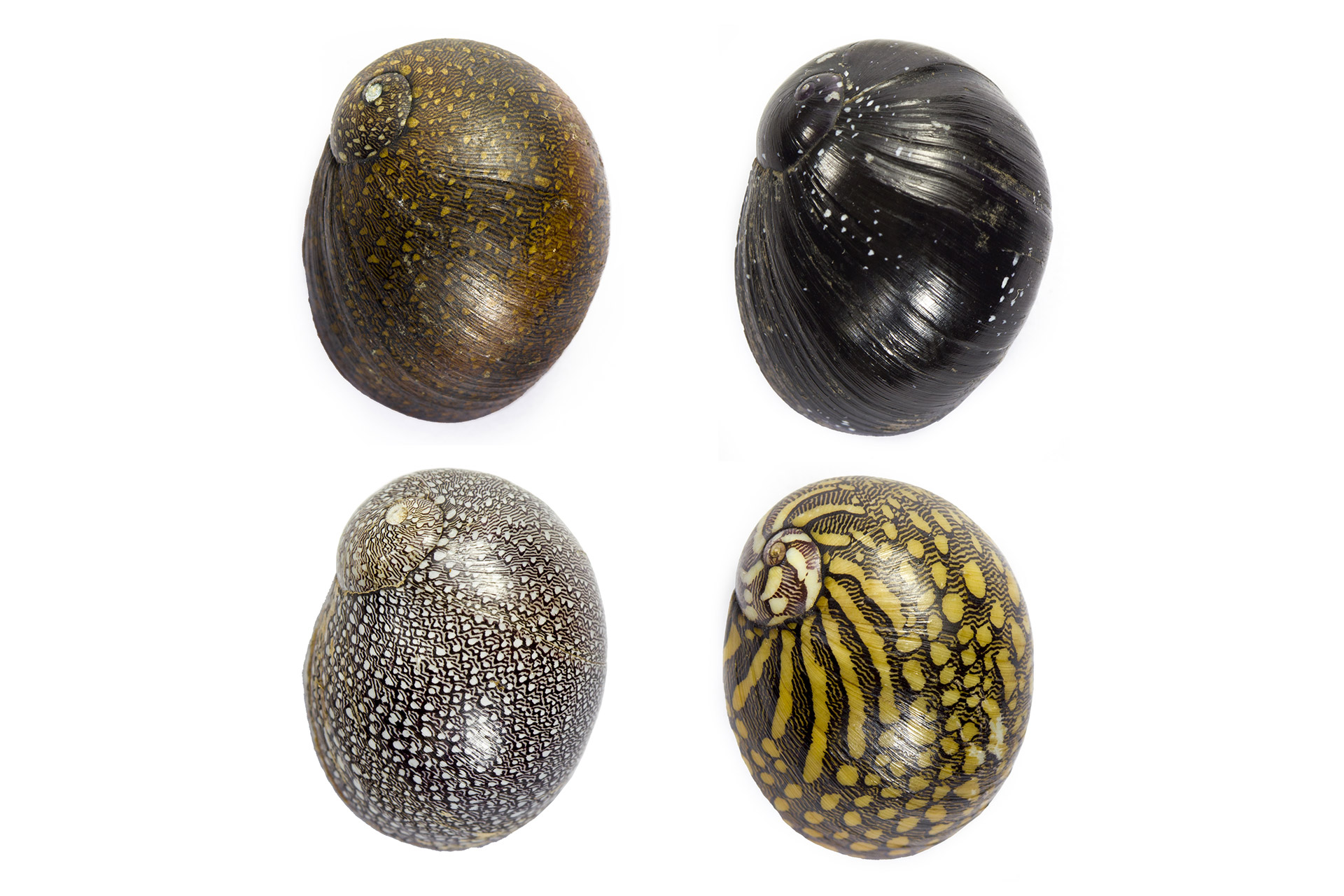Virgin Nerite Barbados